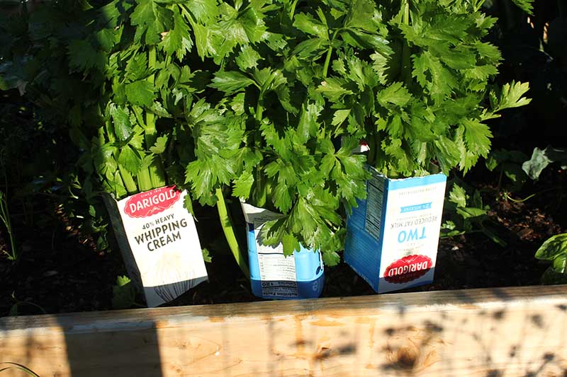 Gardeners_Path_'s tweet image. How to Blanch Celery in the Garden (And Why You Should!) - Want to grow crisp and flavorful celery? Our guide to blanching celery in the garden will teach you three of the best methods to achieve this. gardenerspath.com/plants/vegetab… #celery #growyourown