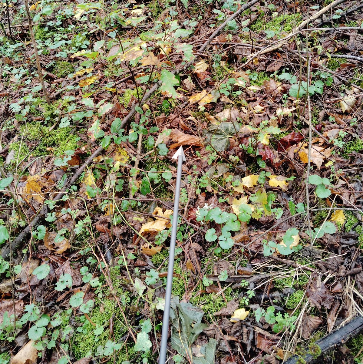 #AuPoste aux abords d'une draille, cela aboyait de tout côté, mais finalement le chevreuil est passé près d'un autre collègue.
#chassepartage 
#ilssachentnouschassons 
#chasseperiurbaine