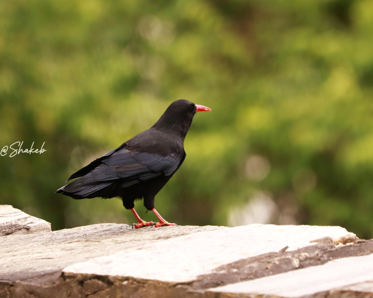 Red-billed Chough 
#birds #birdflash #wildlife #WildLifeLovers #WildlifeWednesday #Travel #canon #bhutan #portrait #portraitphotography <a href="/tourismbhutan/">Tourism Bhutan</a> #Conservation