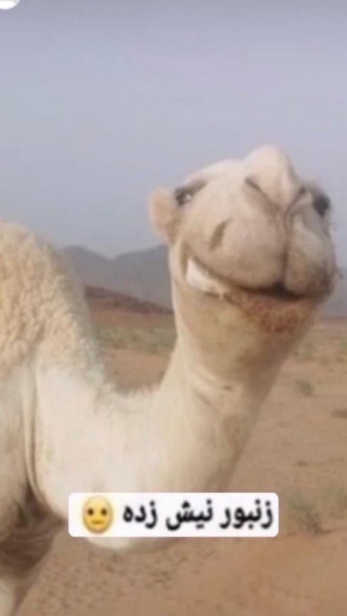 اخيرا عرفت معنى زنبور نيش زده