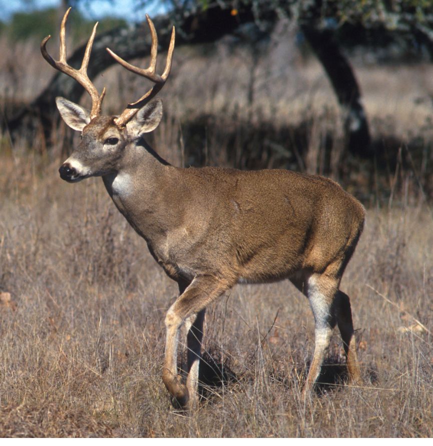 GEDDONIT tweet media