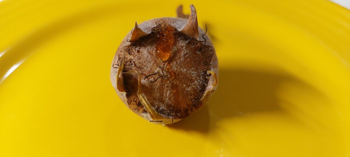 Celandine tweet media