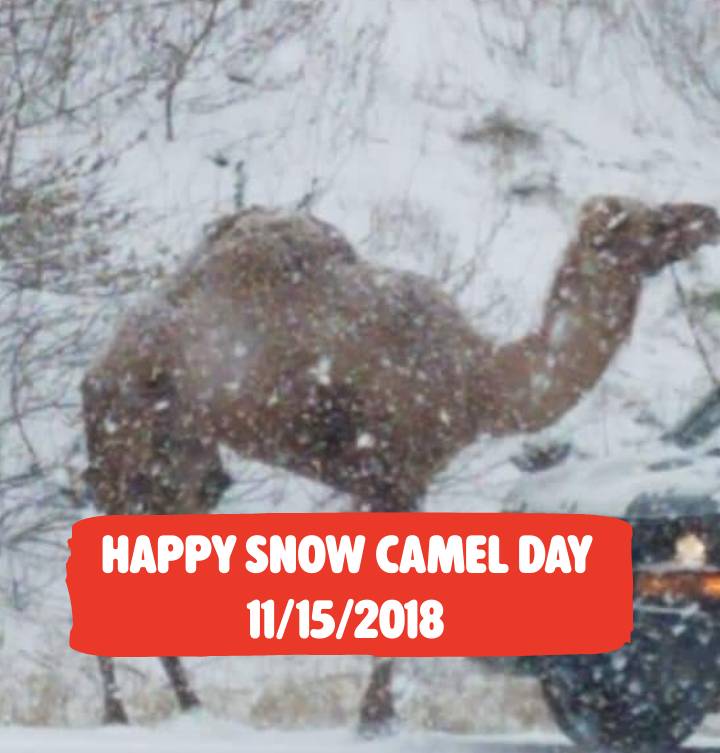 LVwithLove's tweet image. Happy Snow Camel Day to all who celebrate! 

#snowcamel