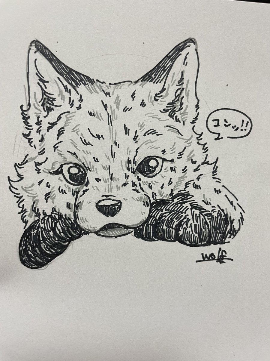 おおかみさん デザフェス62両日 B411 11/15.16 (@ookamishop_wolf