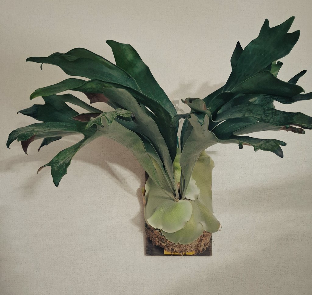 観察日記758
P.Hillii Dragon
#ヒリー狂会