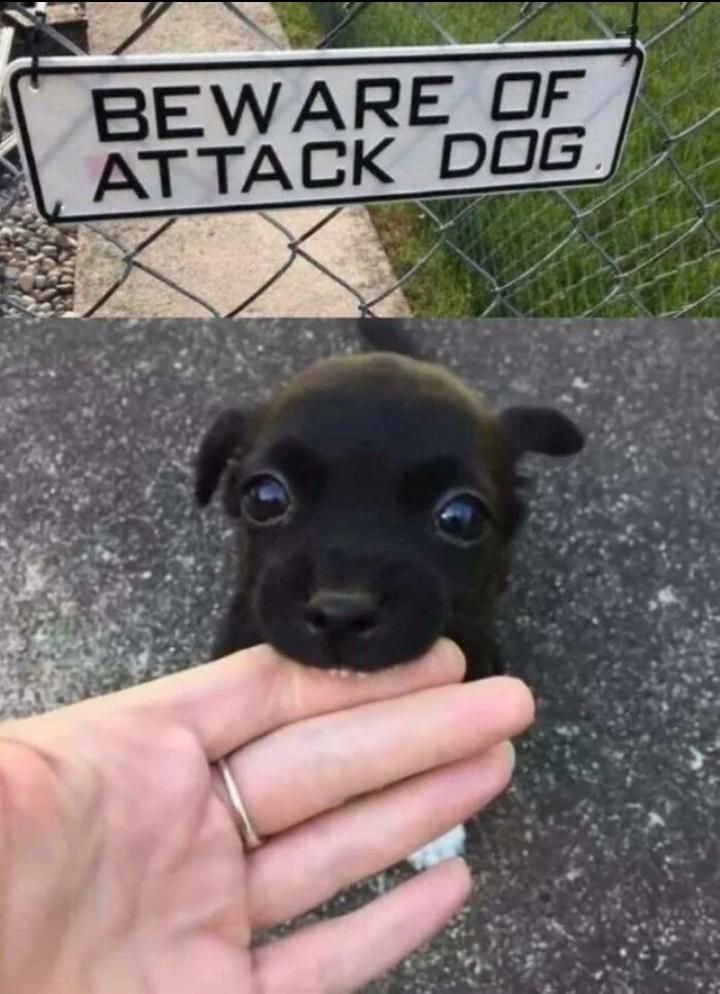 twperritos's tweet image. 