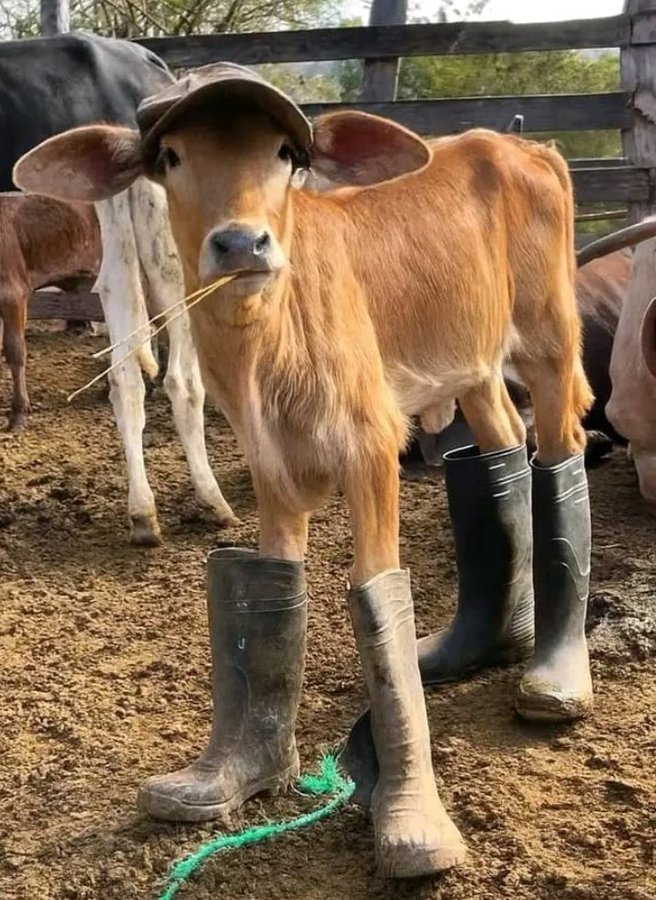 Newly elected Chaircow at my farm