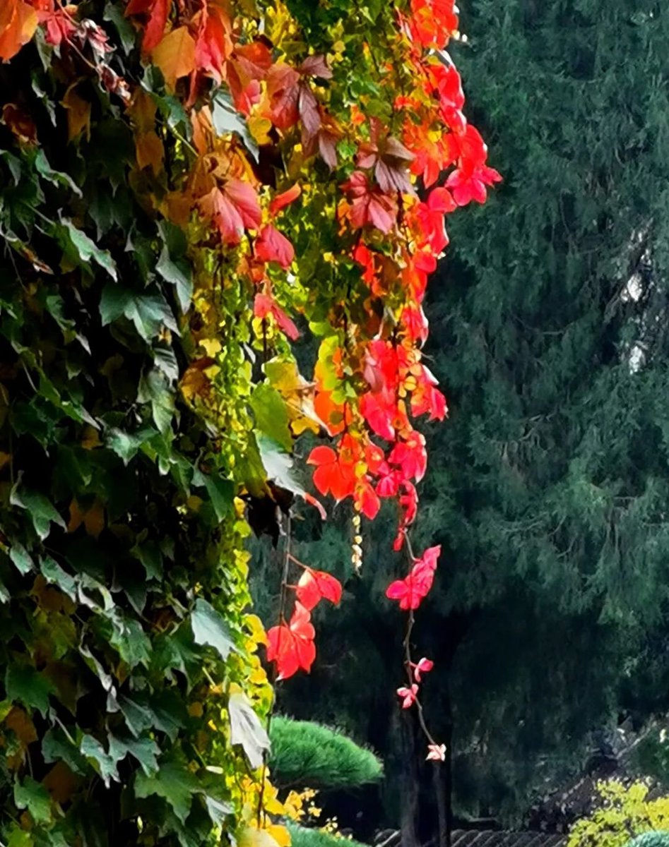 aishuzhan's tweet image. 秋天的西安最美，秋日阳光下的慈恩寺秋色无边。