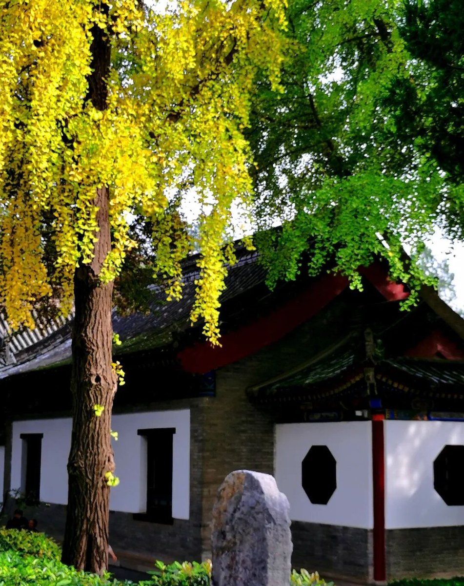 aishuzhan's tweet image. 秋天的西安最美，秋日阳光下的慈恩寺秋色无边。