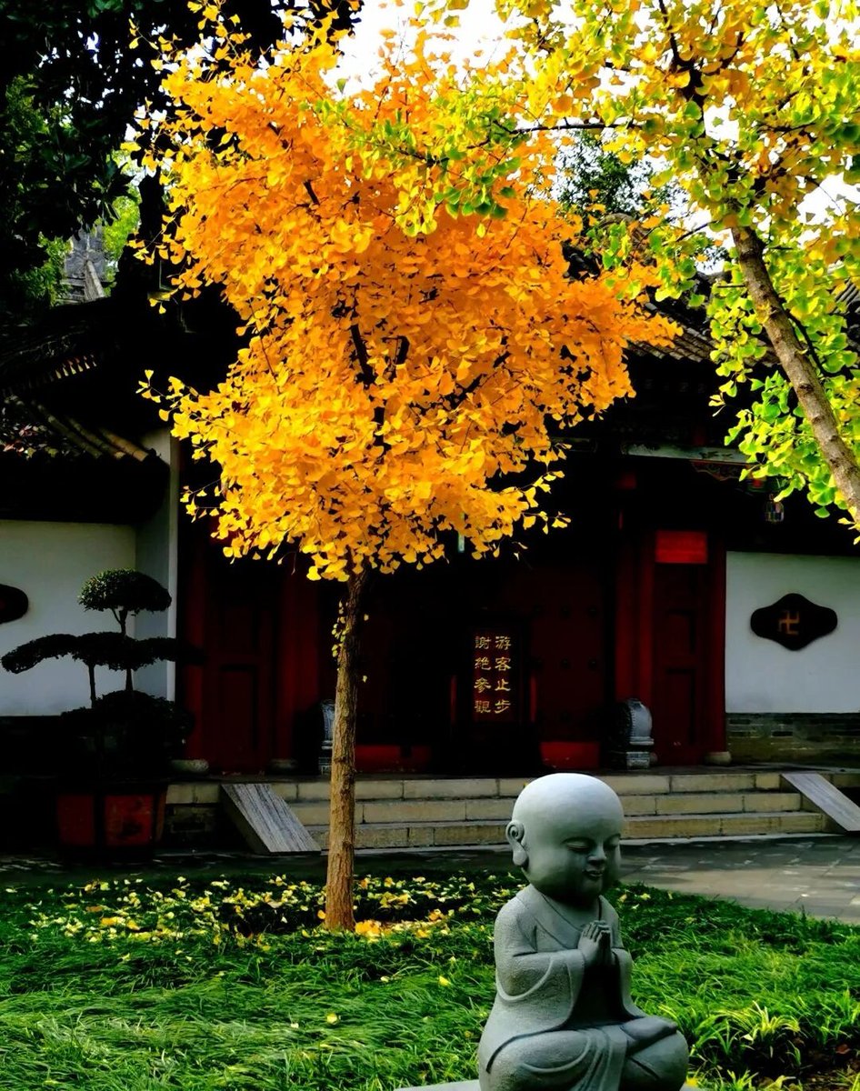 aishuzhan's tweet image. 秋天的西安最美，秋日阳光下的慈恩寺秋色无边。