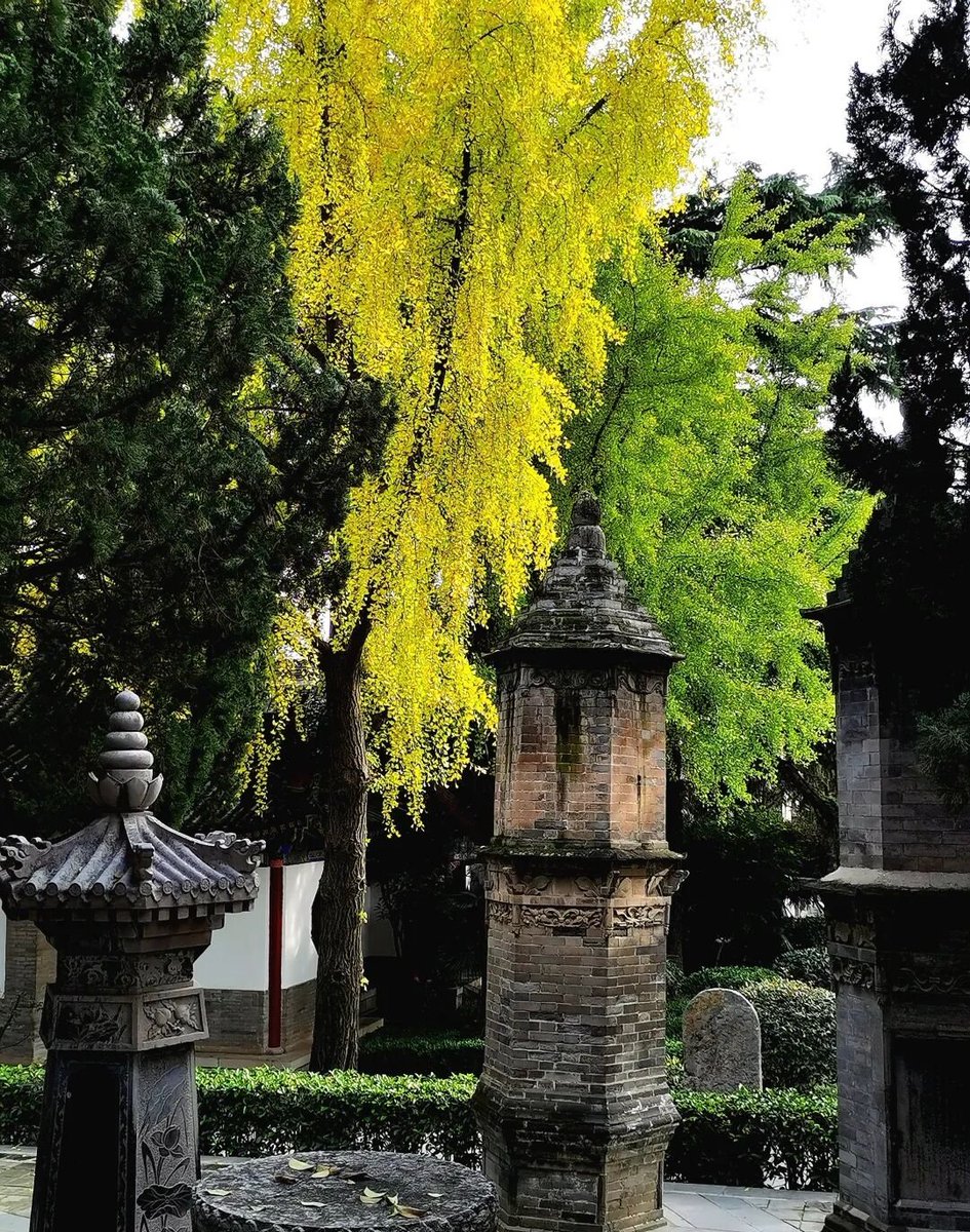 aishuzhan's tweet image. 秋天的西安最美，秋日阳光下的慈恩寺秋色无边。
