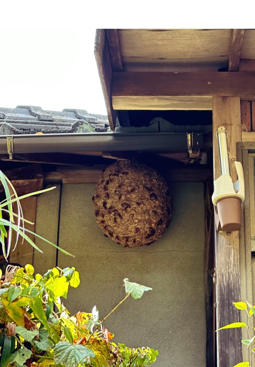 Ajfo98Sh's tweet image. 広島に帰って来られた省吾さん💕
江田島へ渡らずに帰られたのかな🥲
だよね、、

以前、生家へお邪魔させて頂いた時
こんなにデッカい立派な蜂の巣が
玄関先に出来てました😊

『ブンブンブン🐝ハチが飛ぶ🐝』
お仕事ご苦労様🫣

ありがとうございました✨

#浜田省吾 
#生家 
#蜂の巣