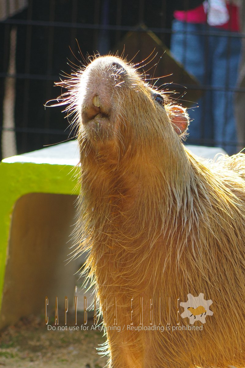 けろけろ (@capyanimal) / Posts / X