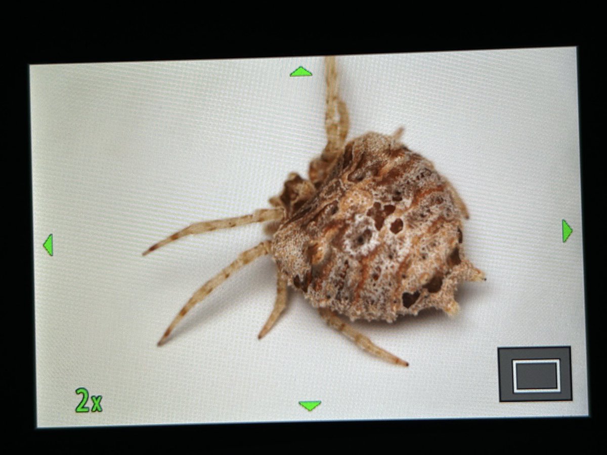 アジアクモ学会議参加のためラオスにいました。
とても素敵なクモを見せていただきました。

<a href="/singaporemacro/">Nicky Bay</a>  <a href="/JGLee_Aranea/">Jun-Gi Lee</a>