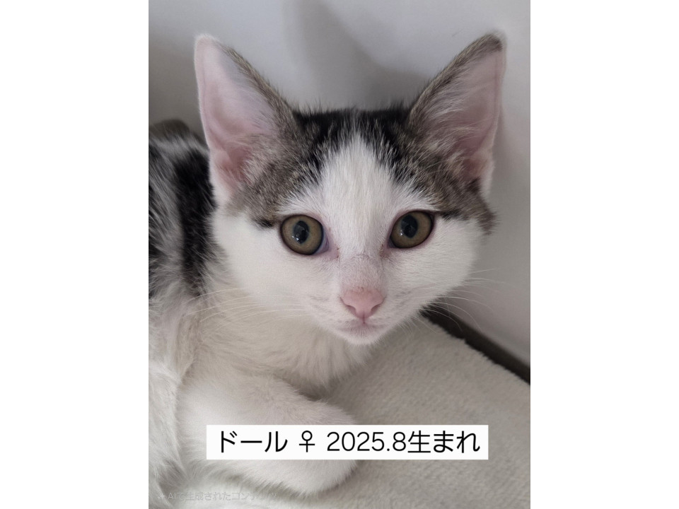 ゴロゴロ〜鳴りすぎドール 茨城県 ♀ 生後3ヶ月 の