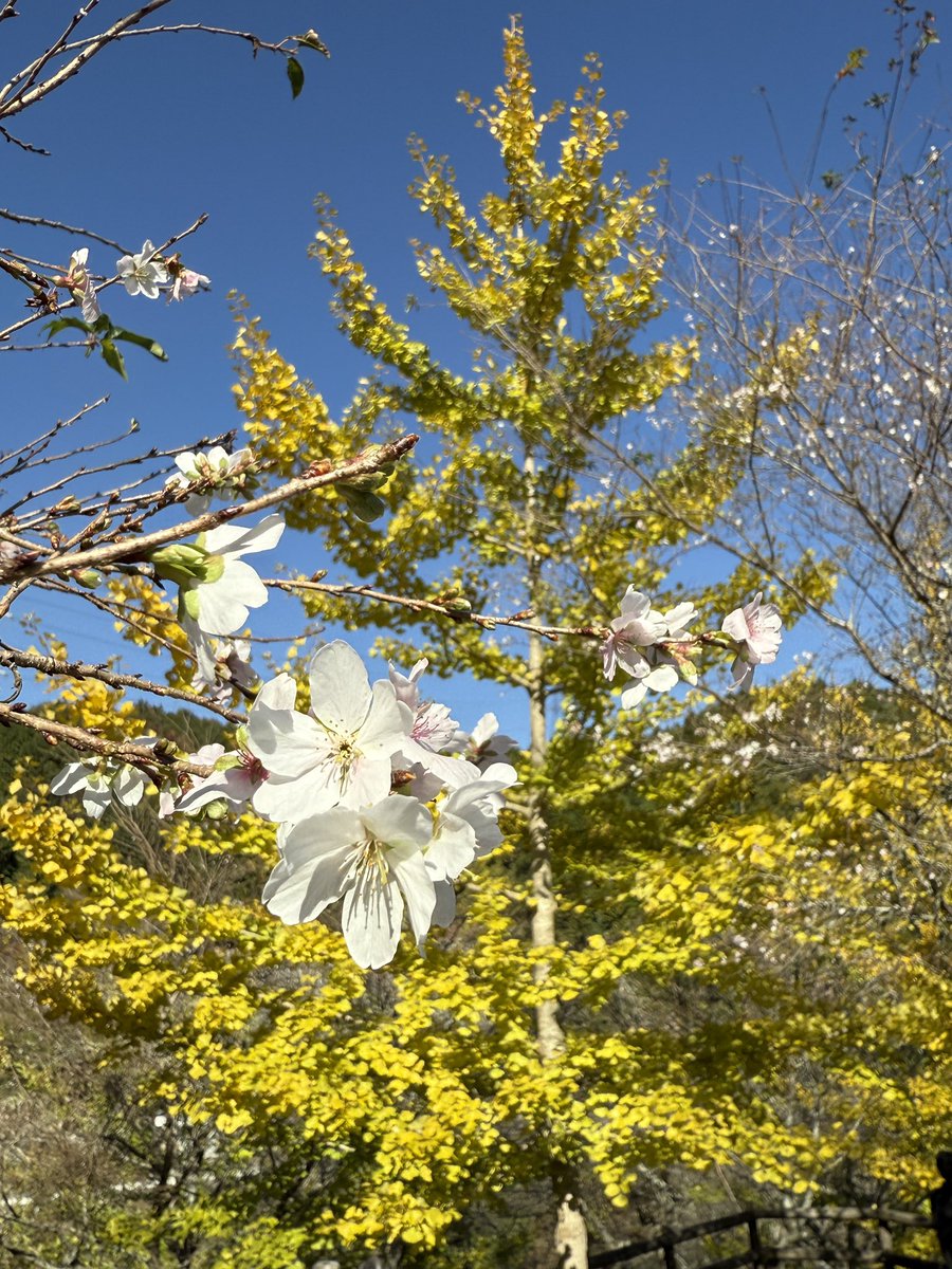 今日から始まった🌸小原四季桜まつりに出かけてきました🐾 見所は紅葉