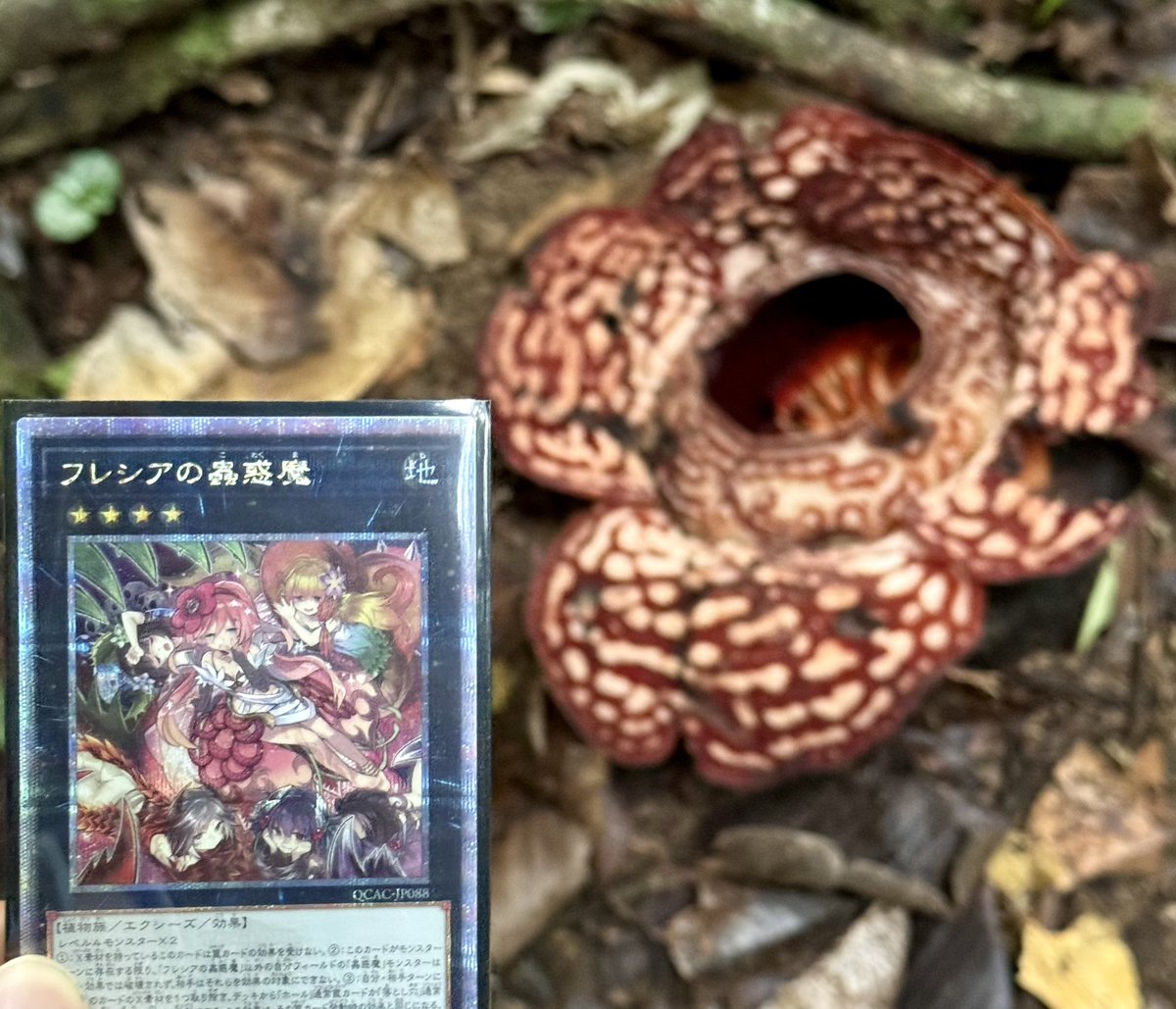 先日マレーシア旅行行きまして、ついに本物のラフレシアを見ることが