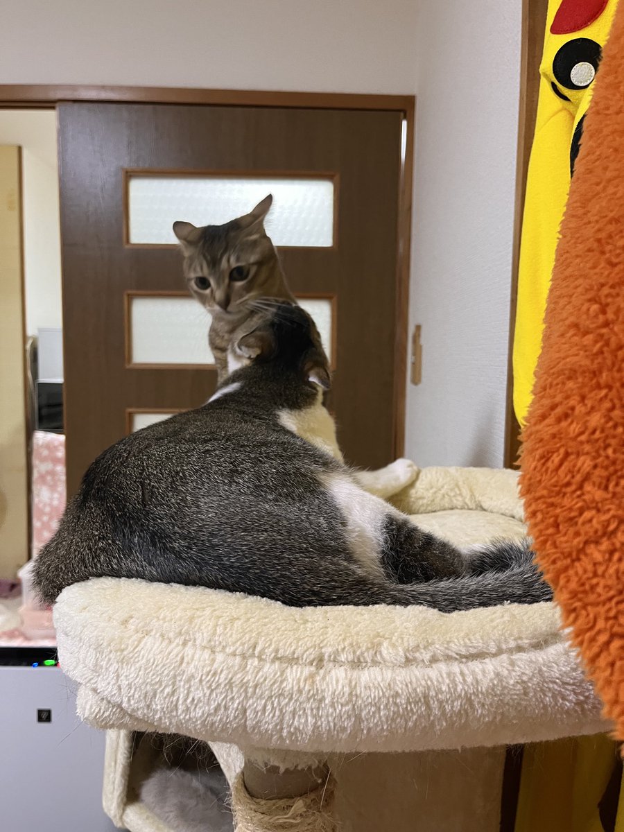 日曜日は、パパ👨
お休み🎌ニャン🩷🩷
遊んでもらうニャン😻🐈💖💖