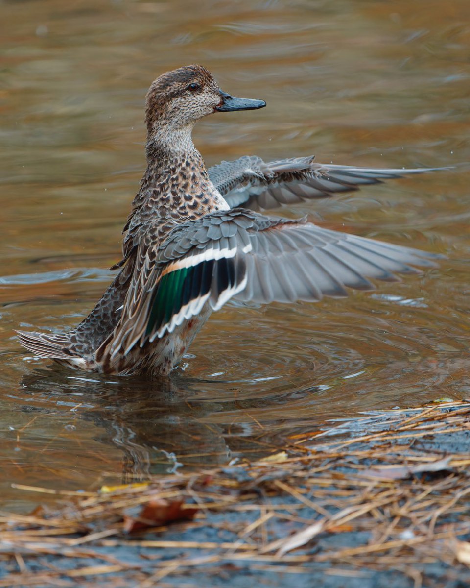 BagelsAndWalks's tweet image. Bath time for a Green-winged Teal at the Pool.

Central Park, New York City
#birdcpp #birdtwitter #centralpark