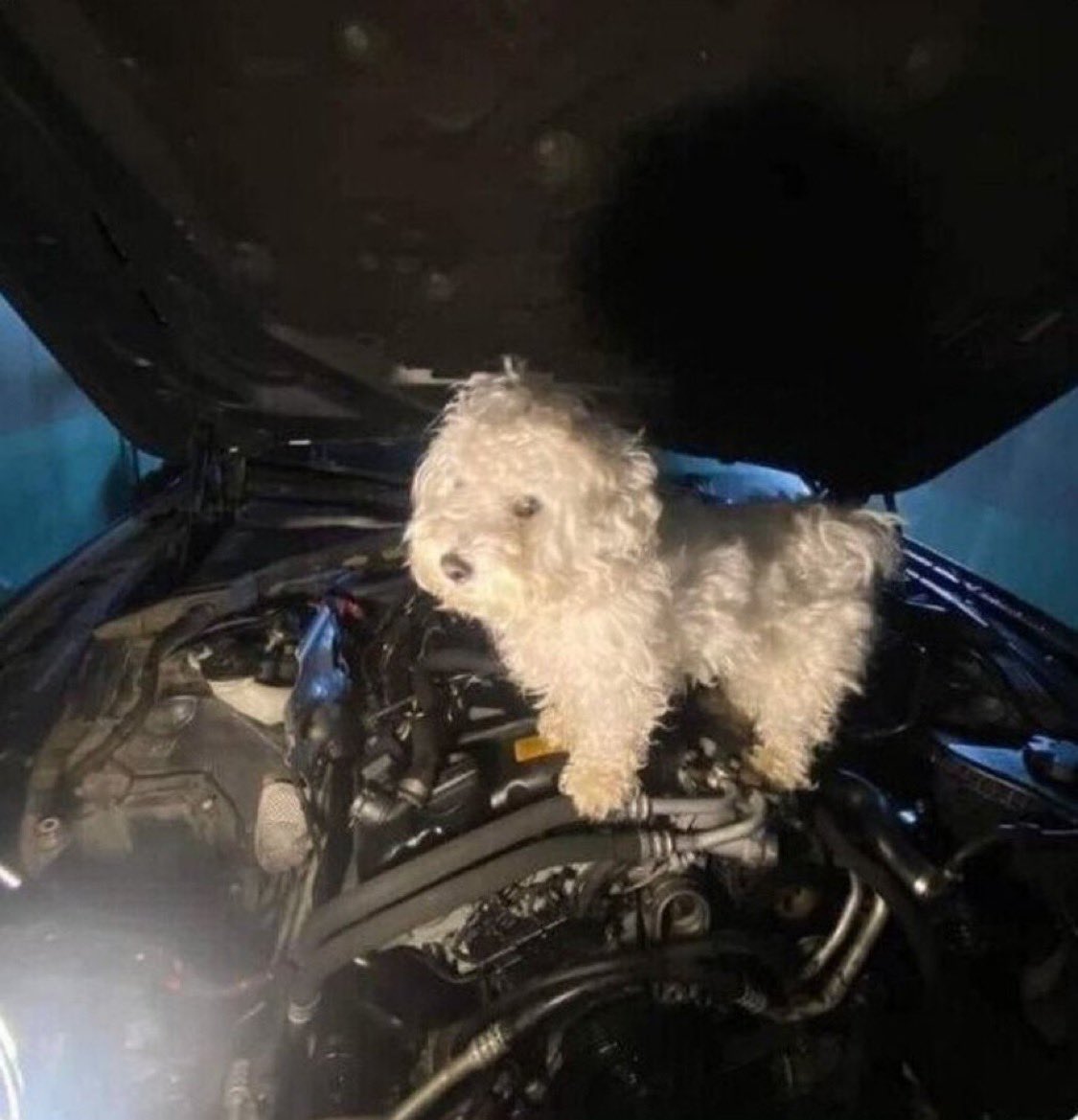 jayythewave's tweet photo. i feel like this little dog when i’m in places i’m not supposed to be https://t.co/rythIt4TLQ
