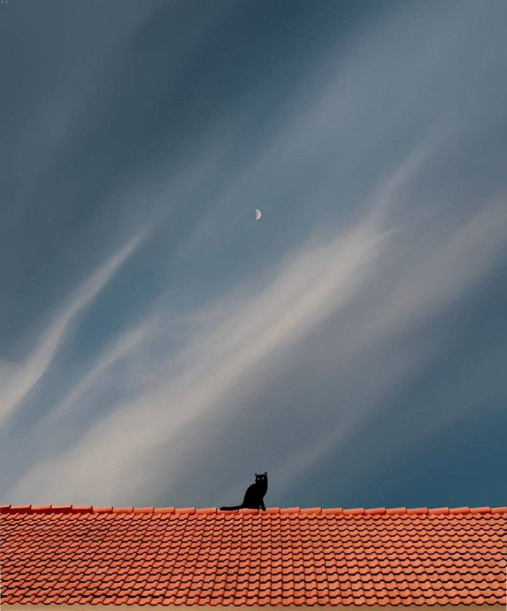 _ko_mon's tweet image. another day, another cat ...
#cat_of_the_day
#photo by Benjamin Wolf 
#cats #CatsOfTwitter #CatLovers #CatsOfX