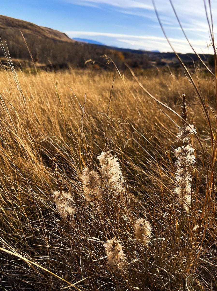 prairieguy2016's tweet image. Back out wandering the Montana prairie. Came across a Liatris that had gone to seed. Yes, I did run my hand through it to disperse some seeds into the wind. 😊 #wandering #fall #montana #prairie