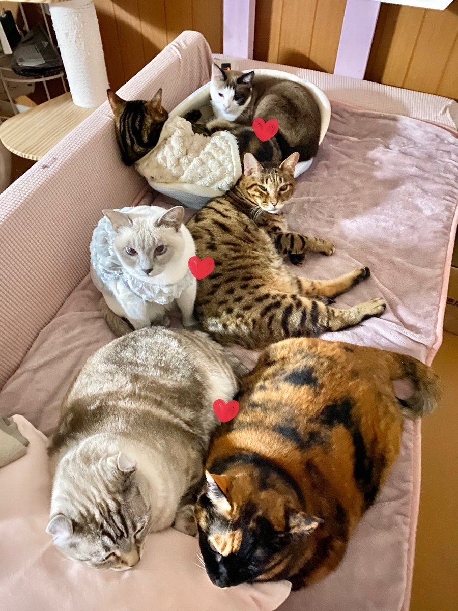 べじたりあん。 (@nyan6niku) / Posts / X