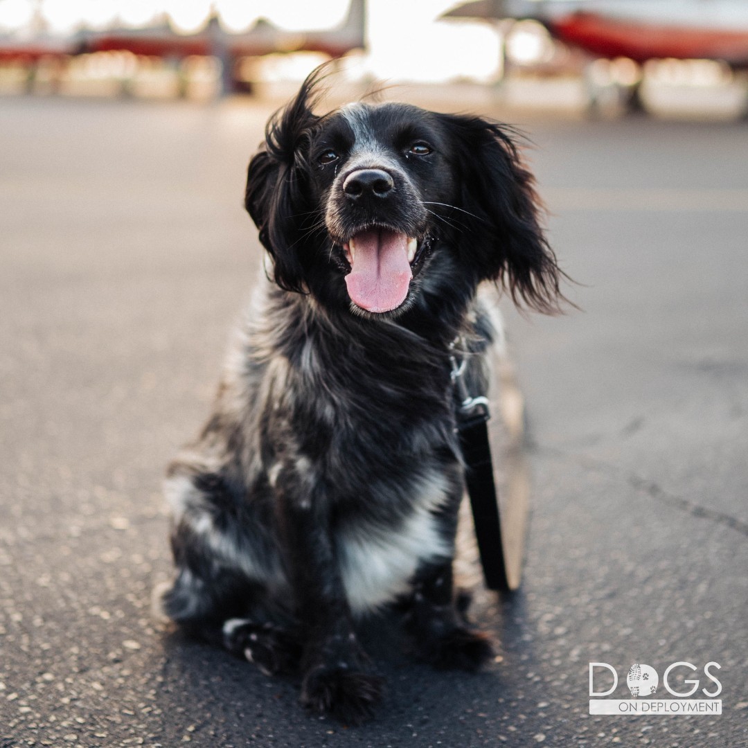 Dogs on Deployment tweet media