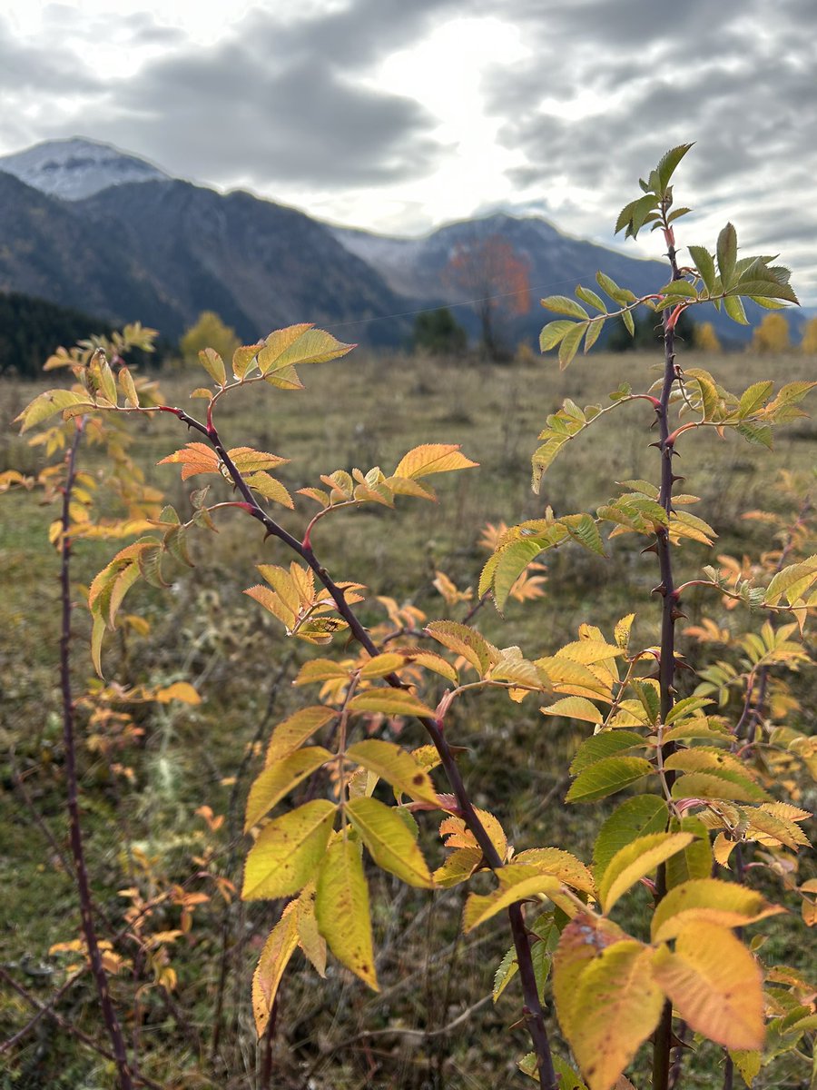 Yine karlar yağdı gönül dağıma, kime ne söyleyim kime ne deyim…