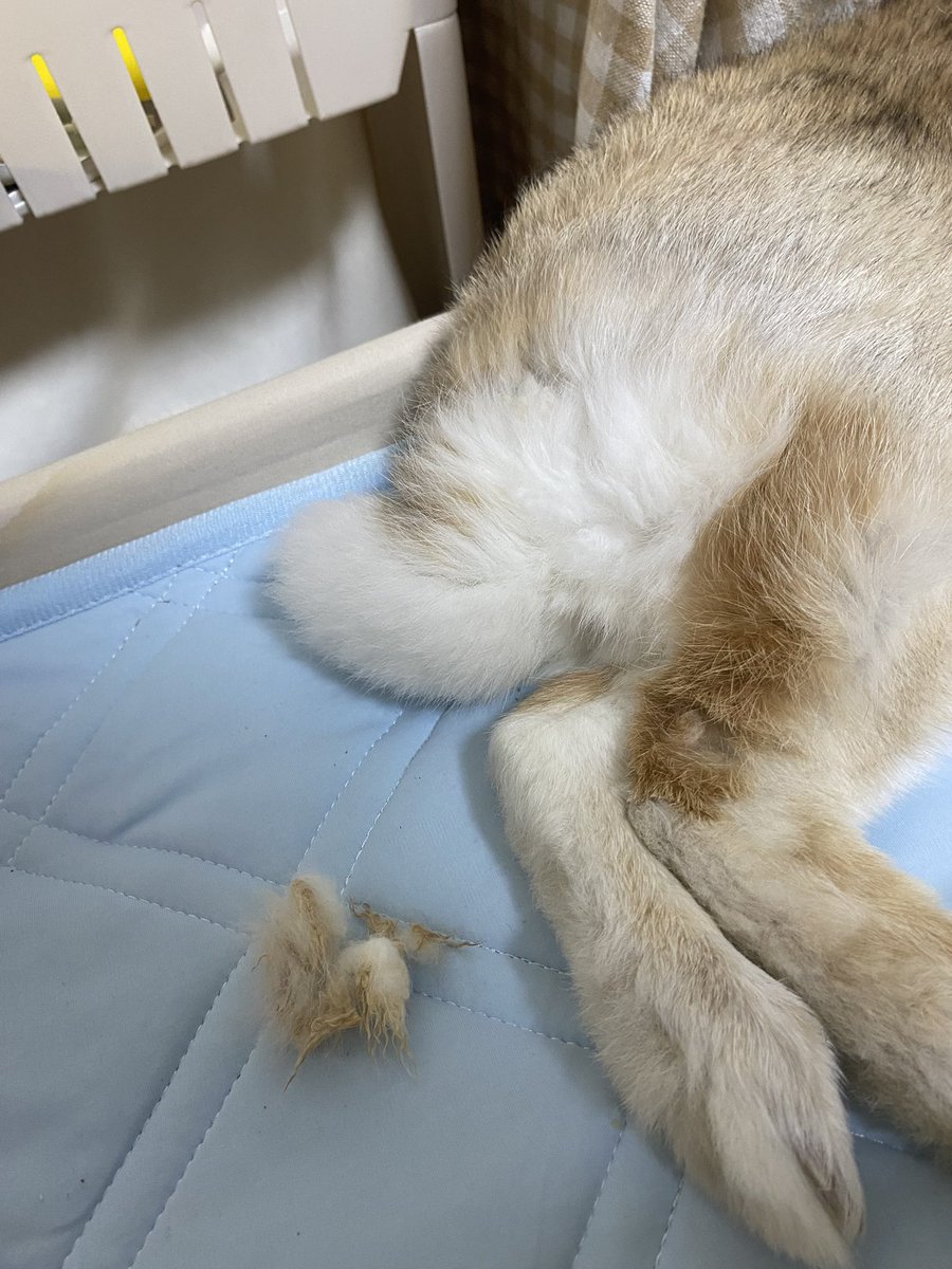 borively's tweet image. 뽀송한 궁뎅이의 토끼