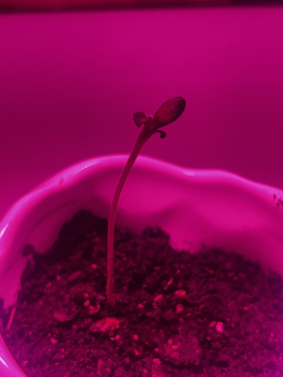 gm ☀️ my lil freak is weird