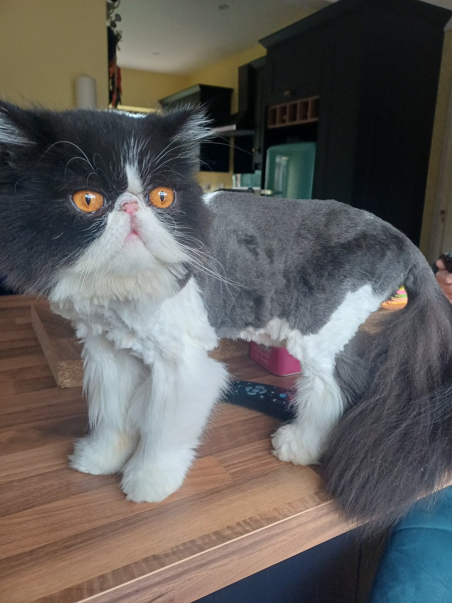 Susan helen Elizabeth Dodd 747-400 tweet media