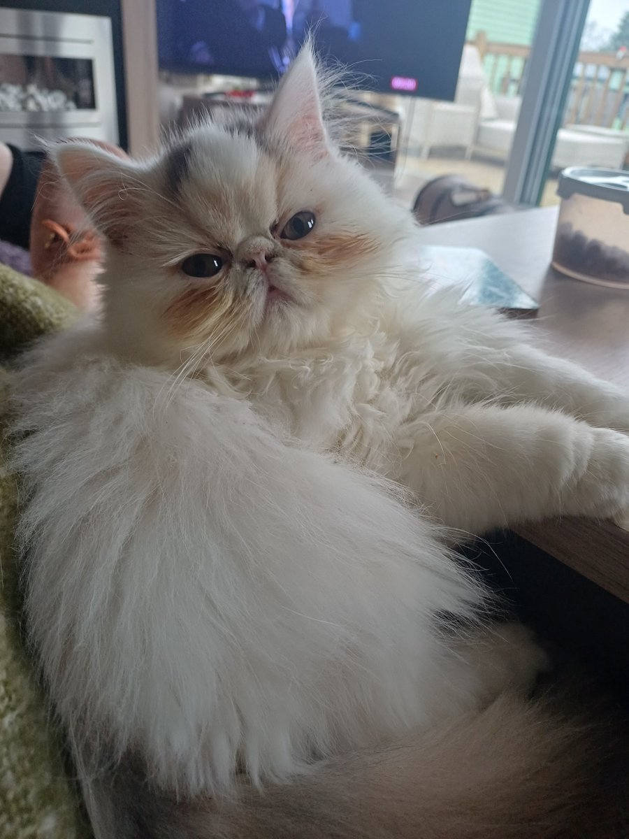 Susan helen Elizabeth Dodd 747-400 tweet media