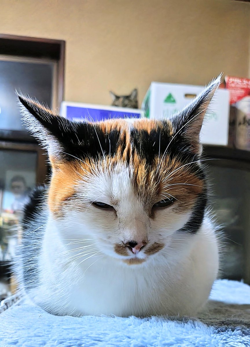 たらのめ 613o6CWcwEL._AC_UF1000,