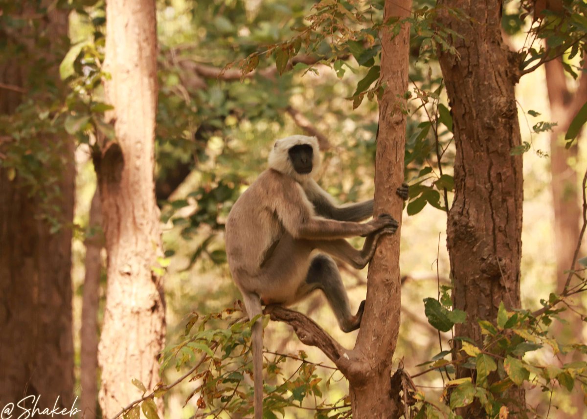Gray Langur or Hanuman Langur
#wildlife #WildLifeLovers #WildlifeWednesday #langur #HanuMan #NaturePhotography #nature #Nepal #Conservation <a href="/wildlife/">wildlife</a>
