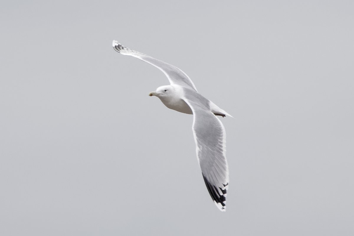 xbirder's tweet photo. Adult Caspian Gull on the Mersey sandbanks and a 1st winter Caspian Gull and a sub adult Yellow-Legged Gull were at WSR recycling in Widnes today #Birding #Cheshire #Gulls #Caspo https://t.co/IJfGbRomoH