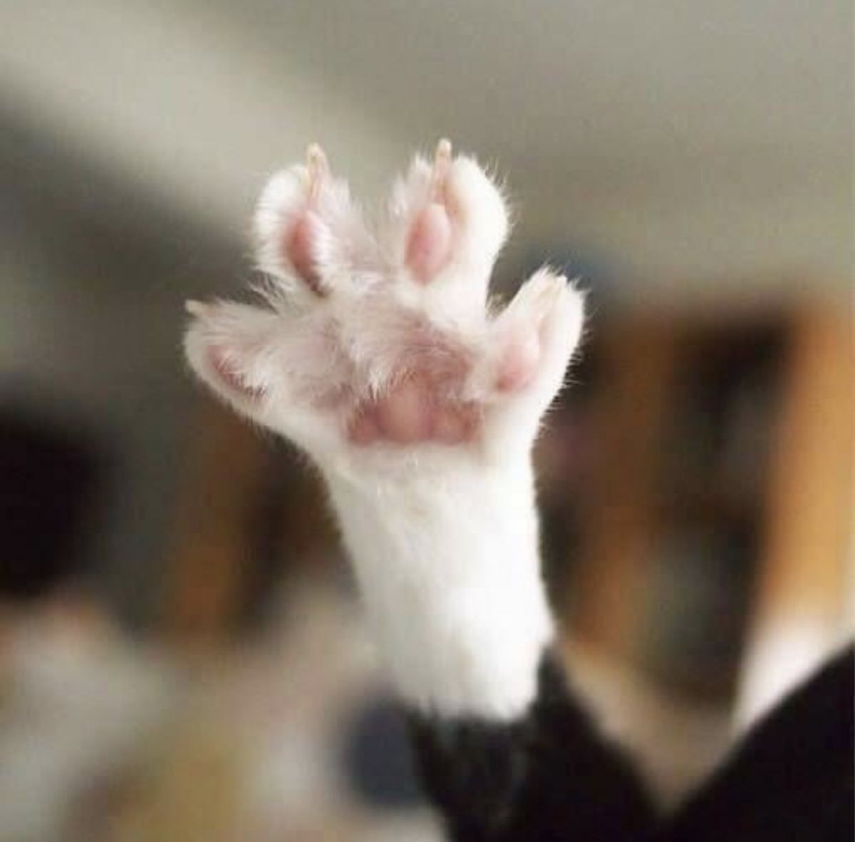 gatinarios's tweet image. 4