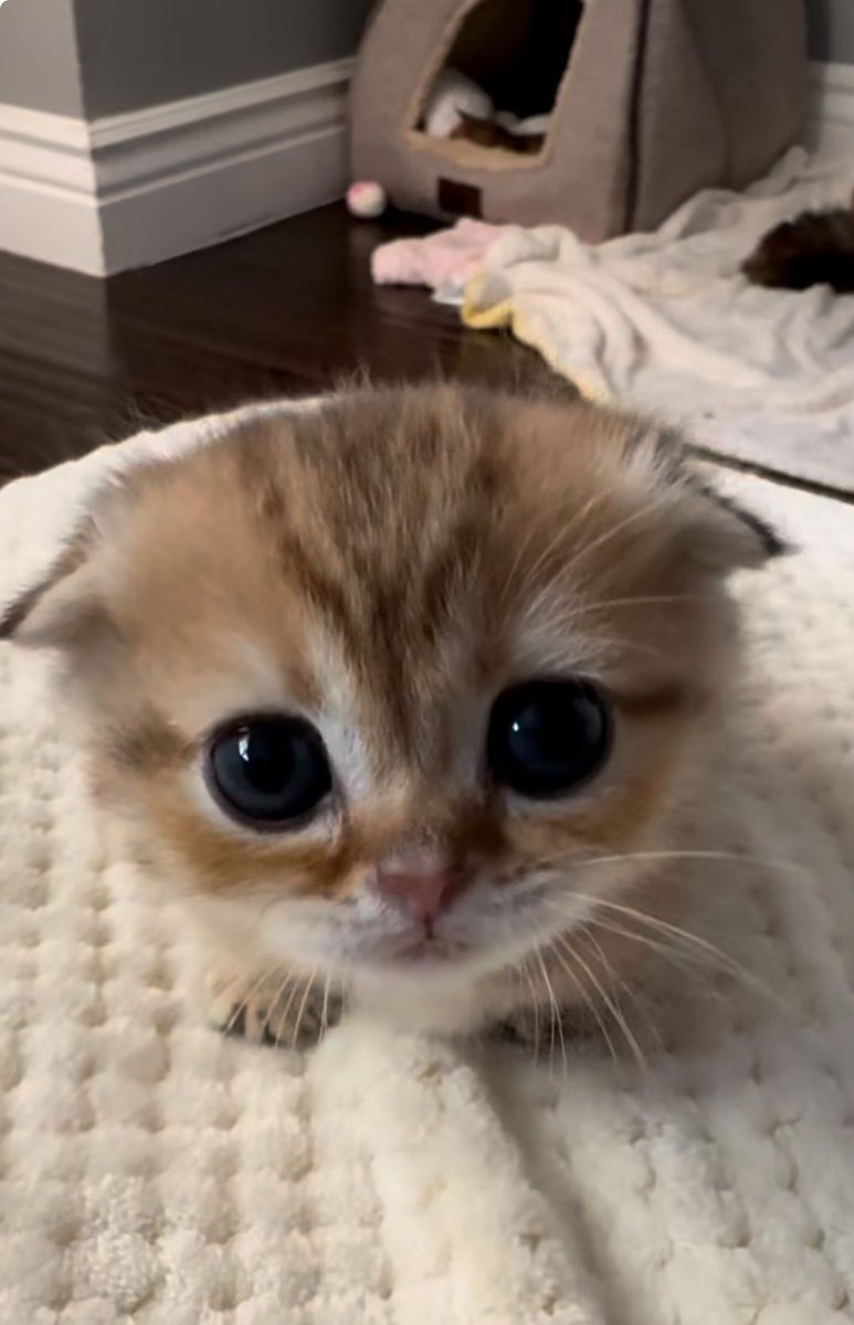 Ayk_vi's tweet image. ニョントリって猫だったんだ…