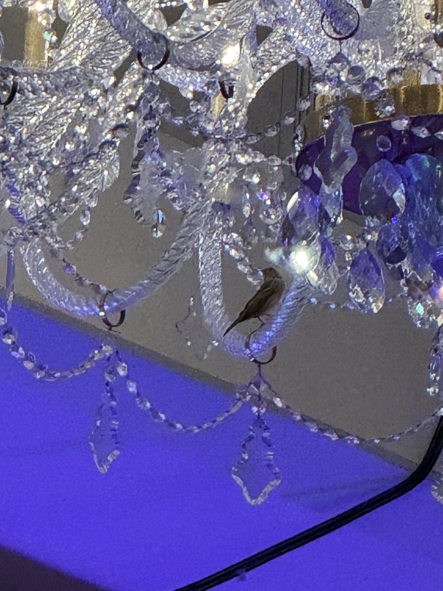 🐦 joined for the annual sarculator talk #CTOS2025