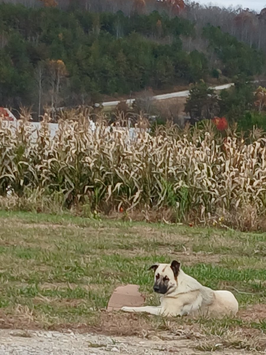 jackson_rake's tweet image. As far as pup just showing up one morning and never leaving he is a good one. He hit the lottery right after he was abandoned by his pos owners. Why people who cant even take care of them self get a pet I will never know.