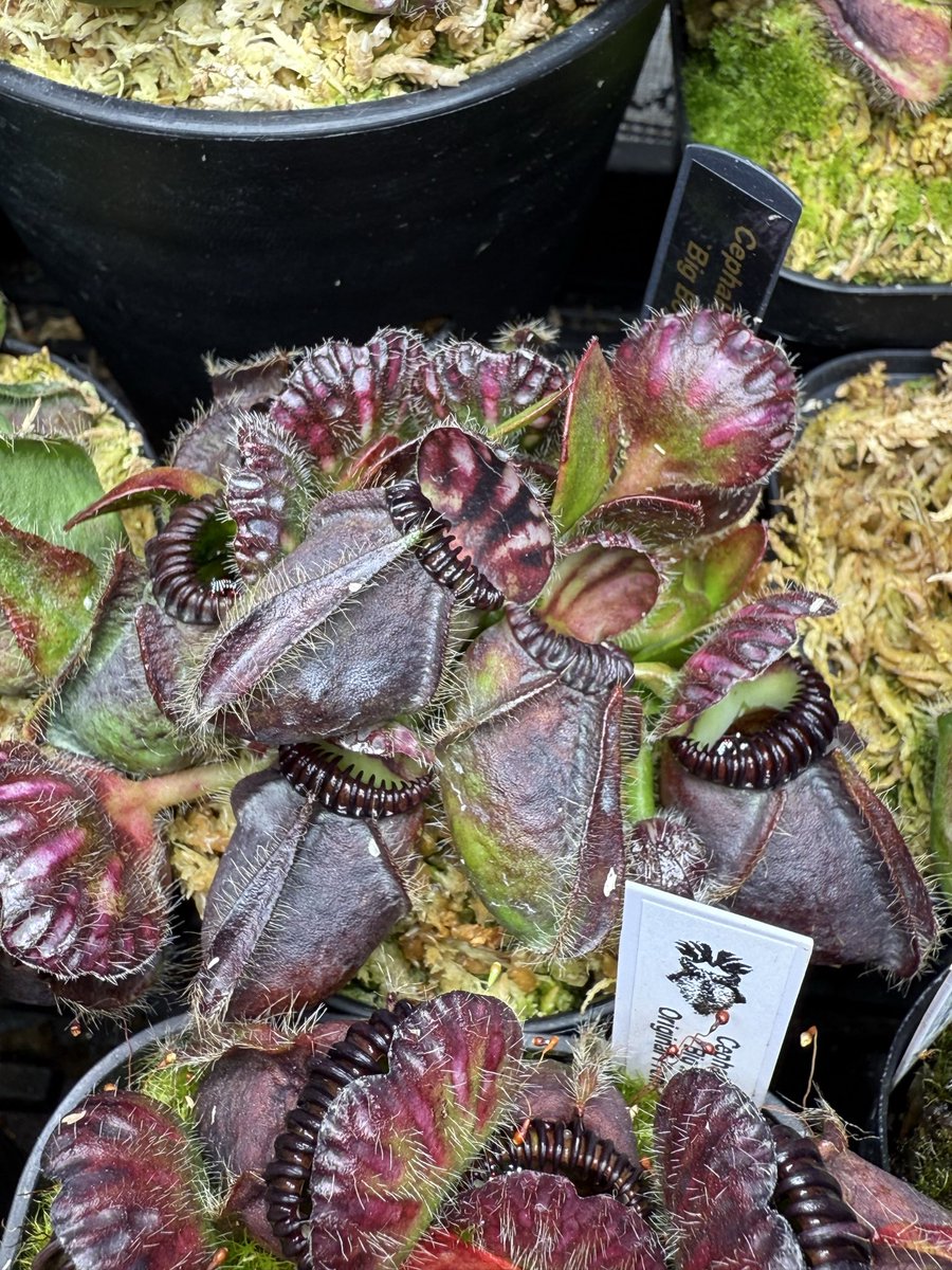 セファロタスエラーCephalotusfollicularis Error/GJ セファロタス