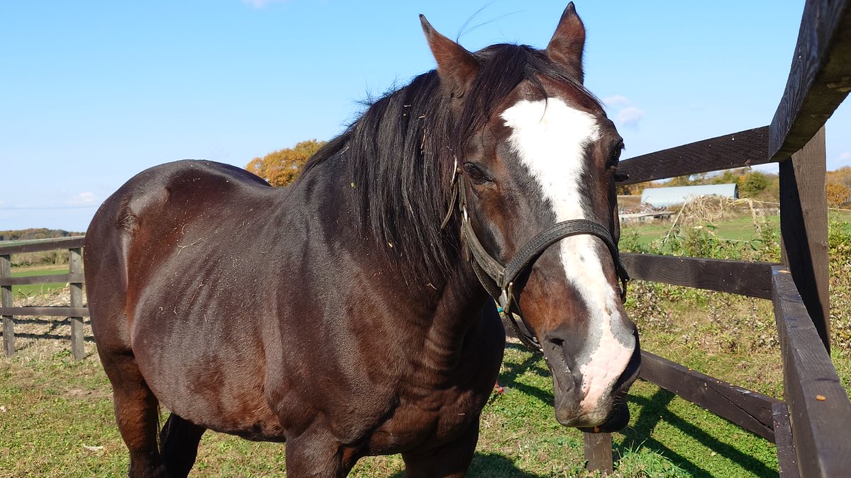 Ponちゃん (@pon_vf) / Posts / X