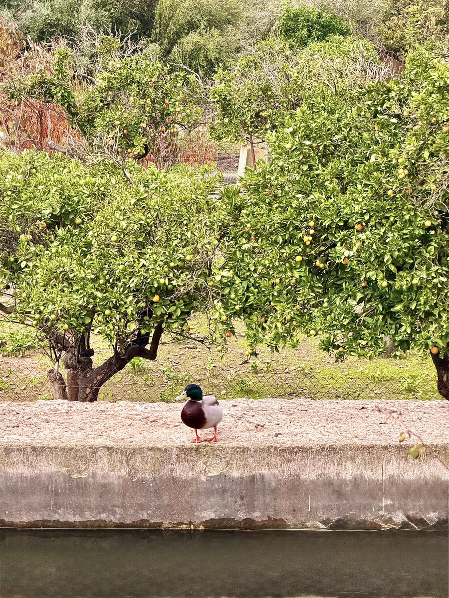 A happy duck à l’orange in Sóller this morning 🍊🧡☺️