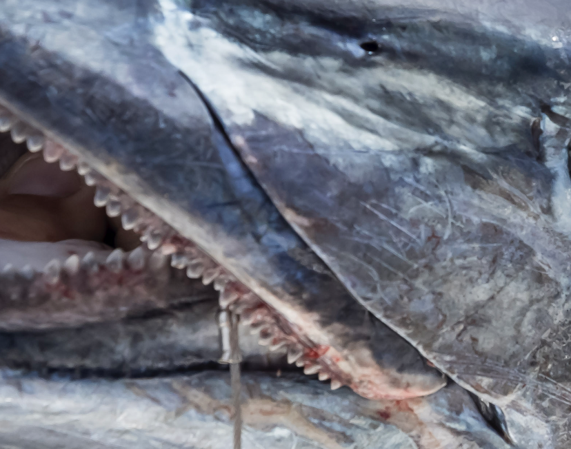 TXInsiderFishReport tweet media