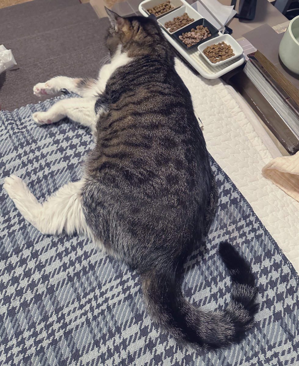 菊千代とmum (@y5_y5_san) / Posts / X