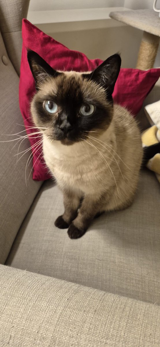 Happy #Caturday !

#Peanut #CatsOfTwitter