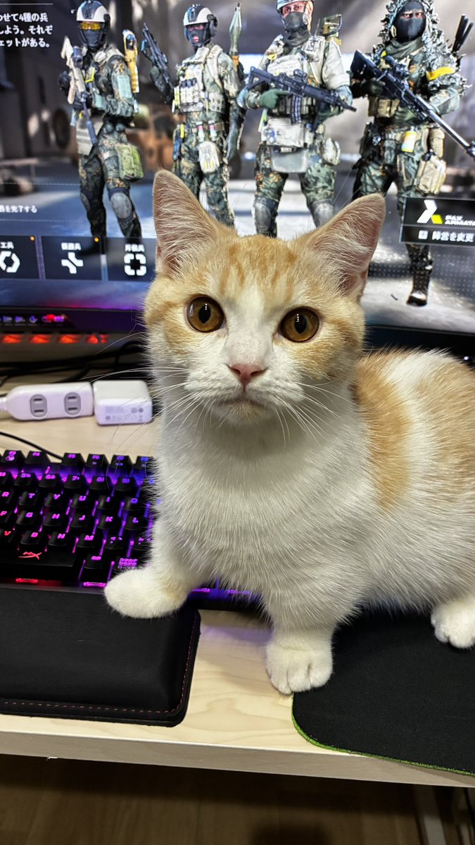 本日もうちのすずさんは、BFをさせてくれなき模様…😂
#ねこのいる暮らし𓏲𓎨