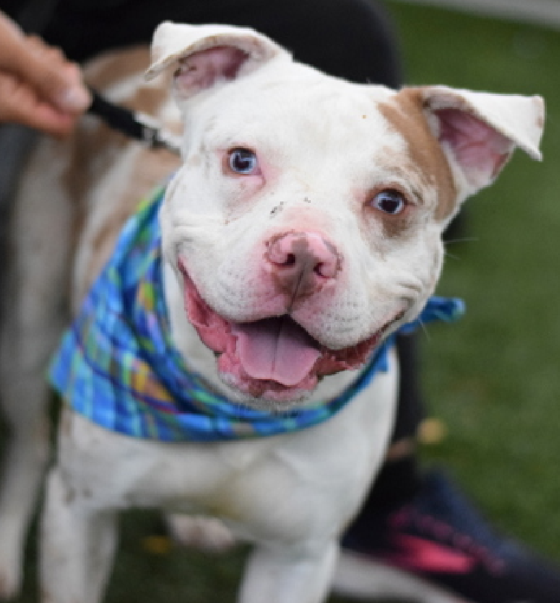 Good Morning from Vermy 

He would like to know if you are looking for a playmate &amp; best friend

#AdoptMe 
nycacc.app/#/browse/240932