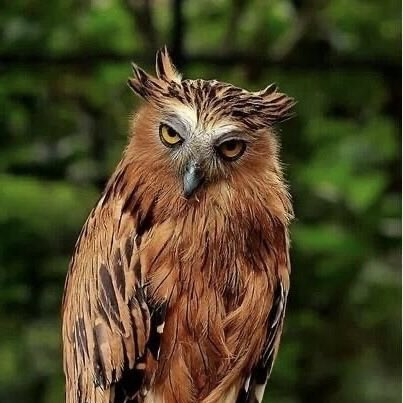 JadeS_960's tweet image. Day46
#pcap #owl