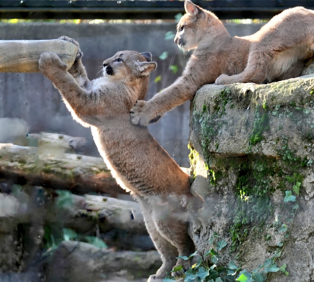 押してる？支えてる？
#ピューマ #ZOOMO
#盛岡市動物公園